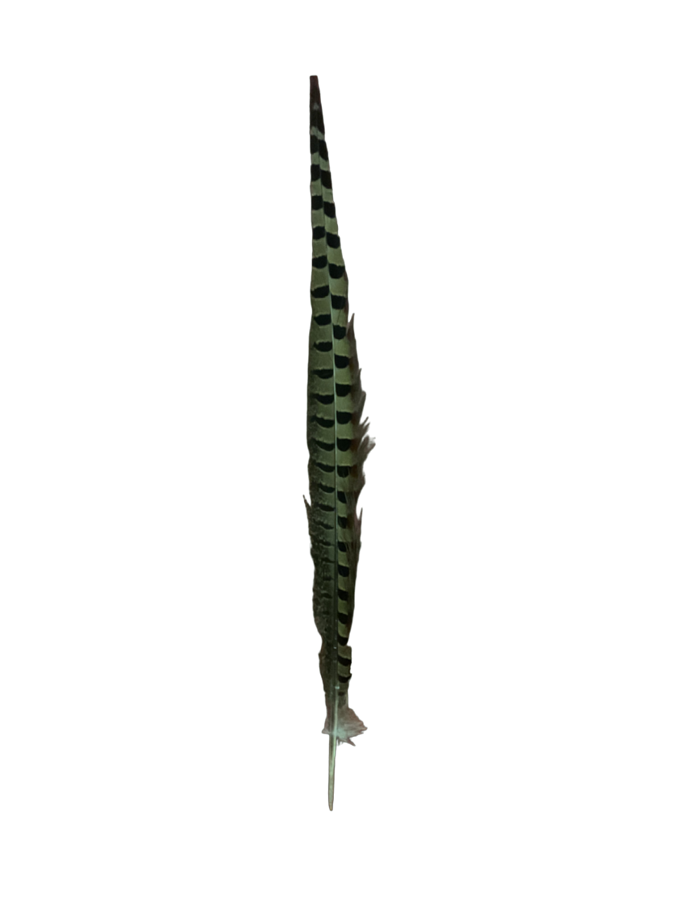 18” Pheasant Tail Feather