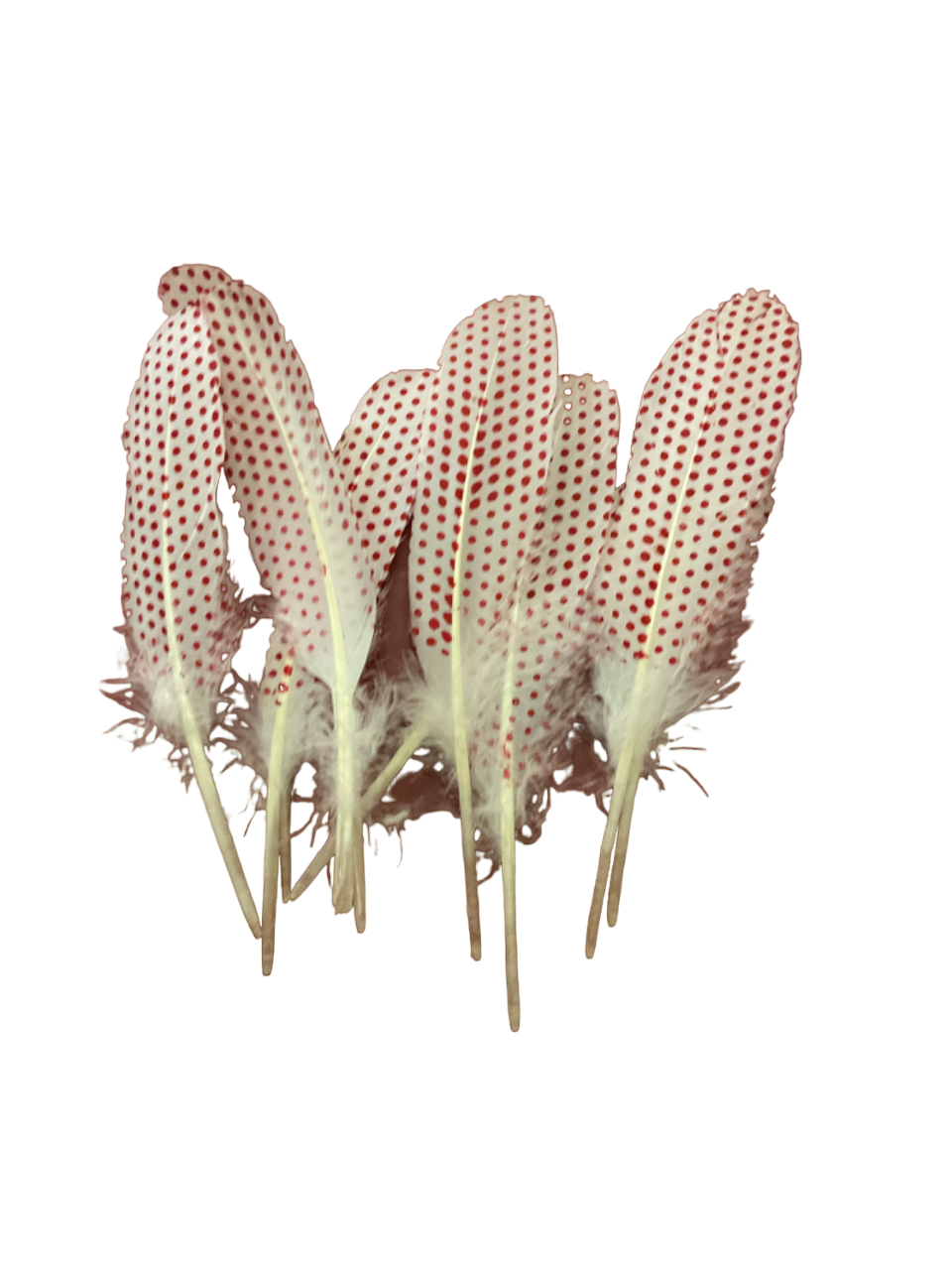 18cm Red Dots Feather 10 Piece