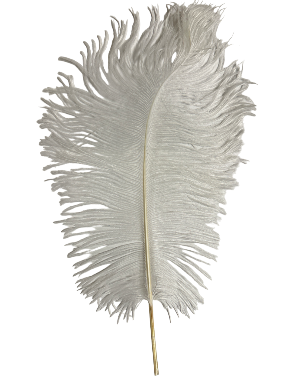 Plum deals ostrich feathers