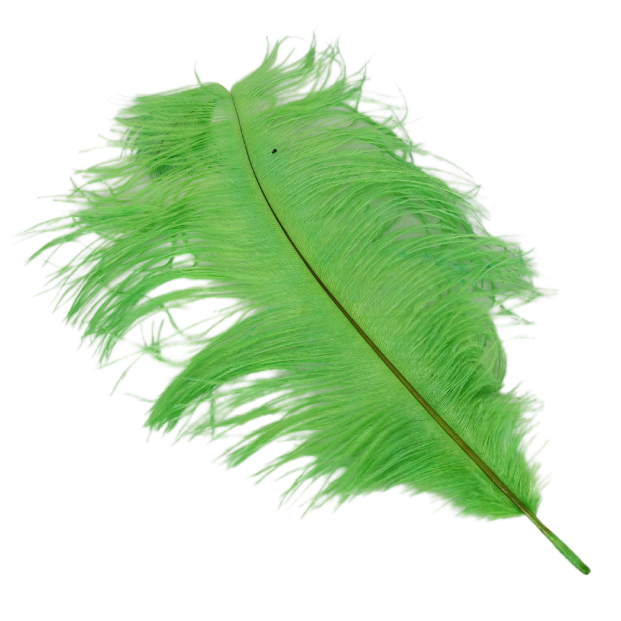 15" Green Feather Plum