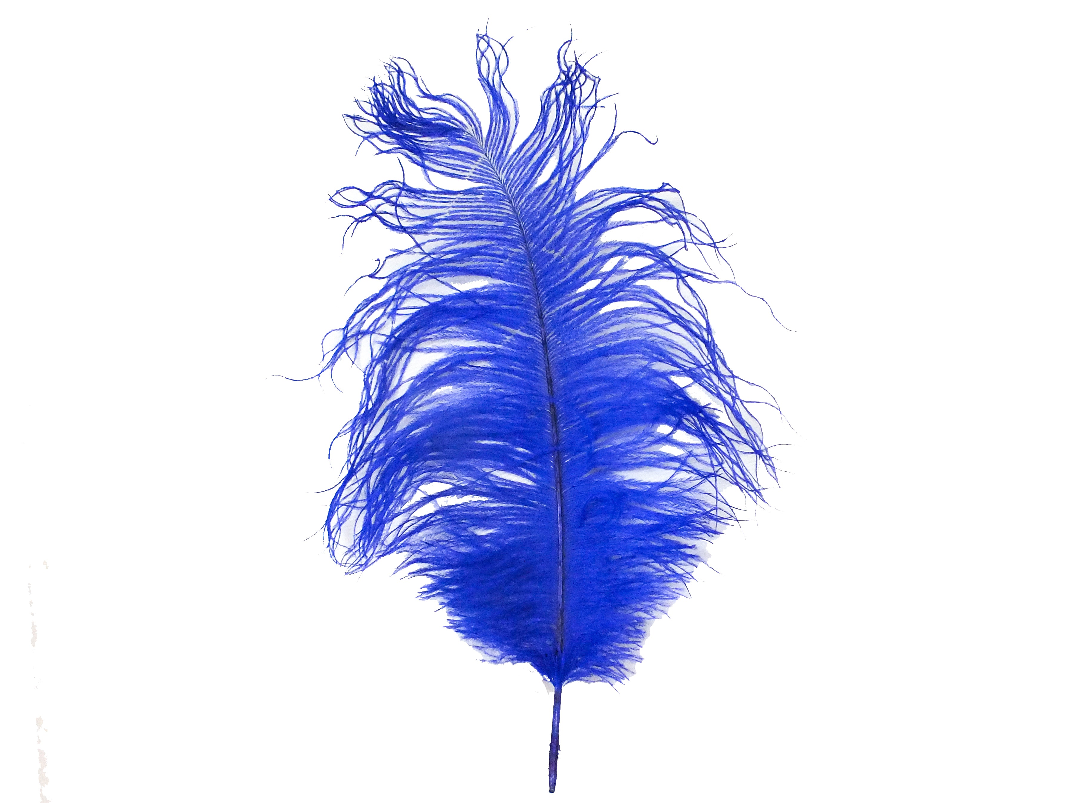 299,262 Blue Feather Isolated Royalty-Free Images, Stock Photos