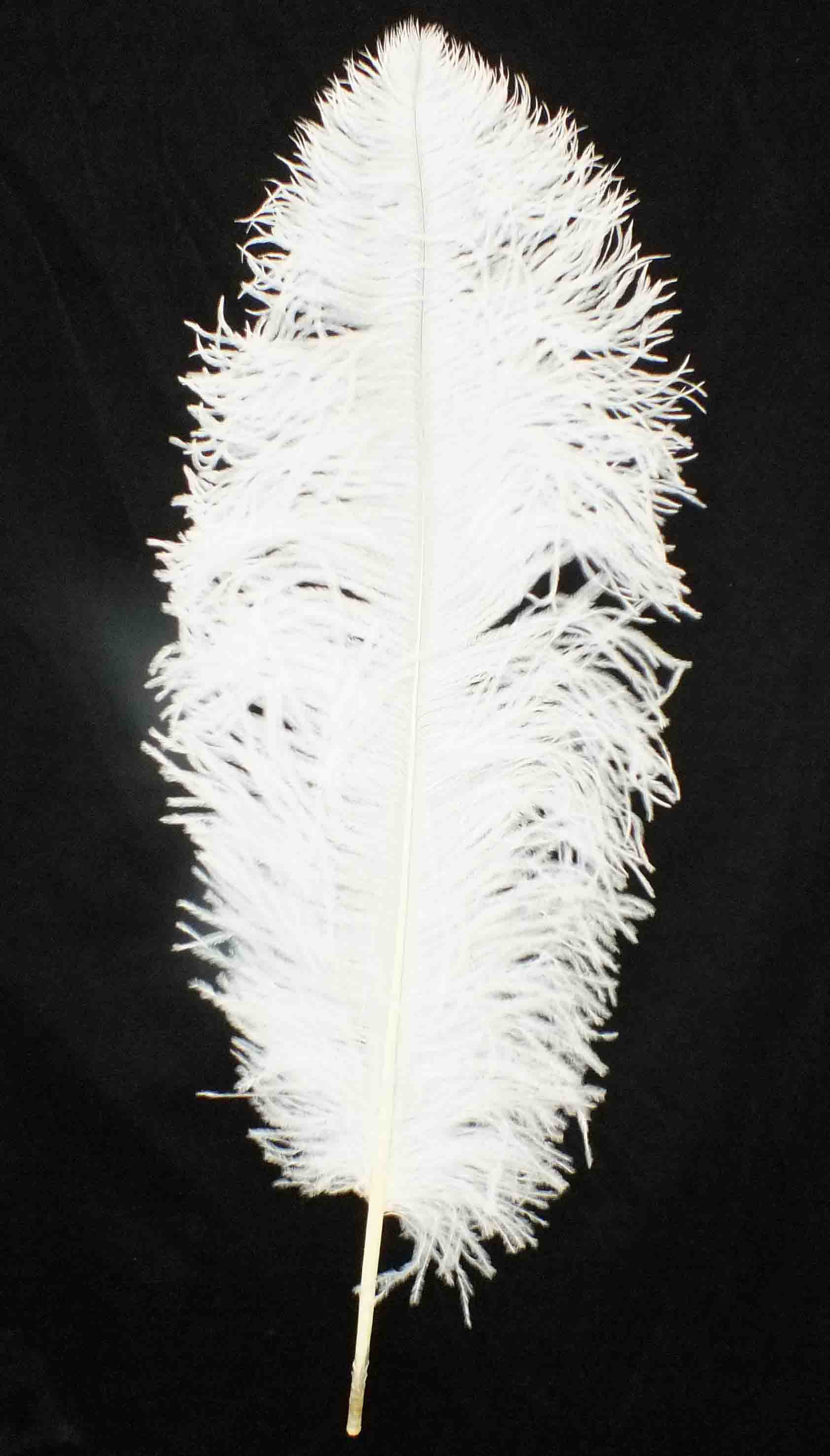 60-65cm Turkey Feathers