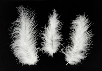 3 - 5 White Feathers