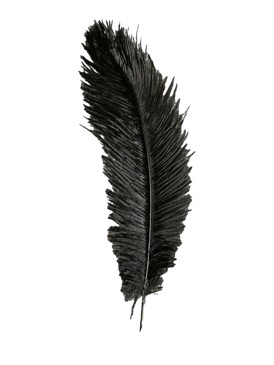 15" Black Feather Plum