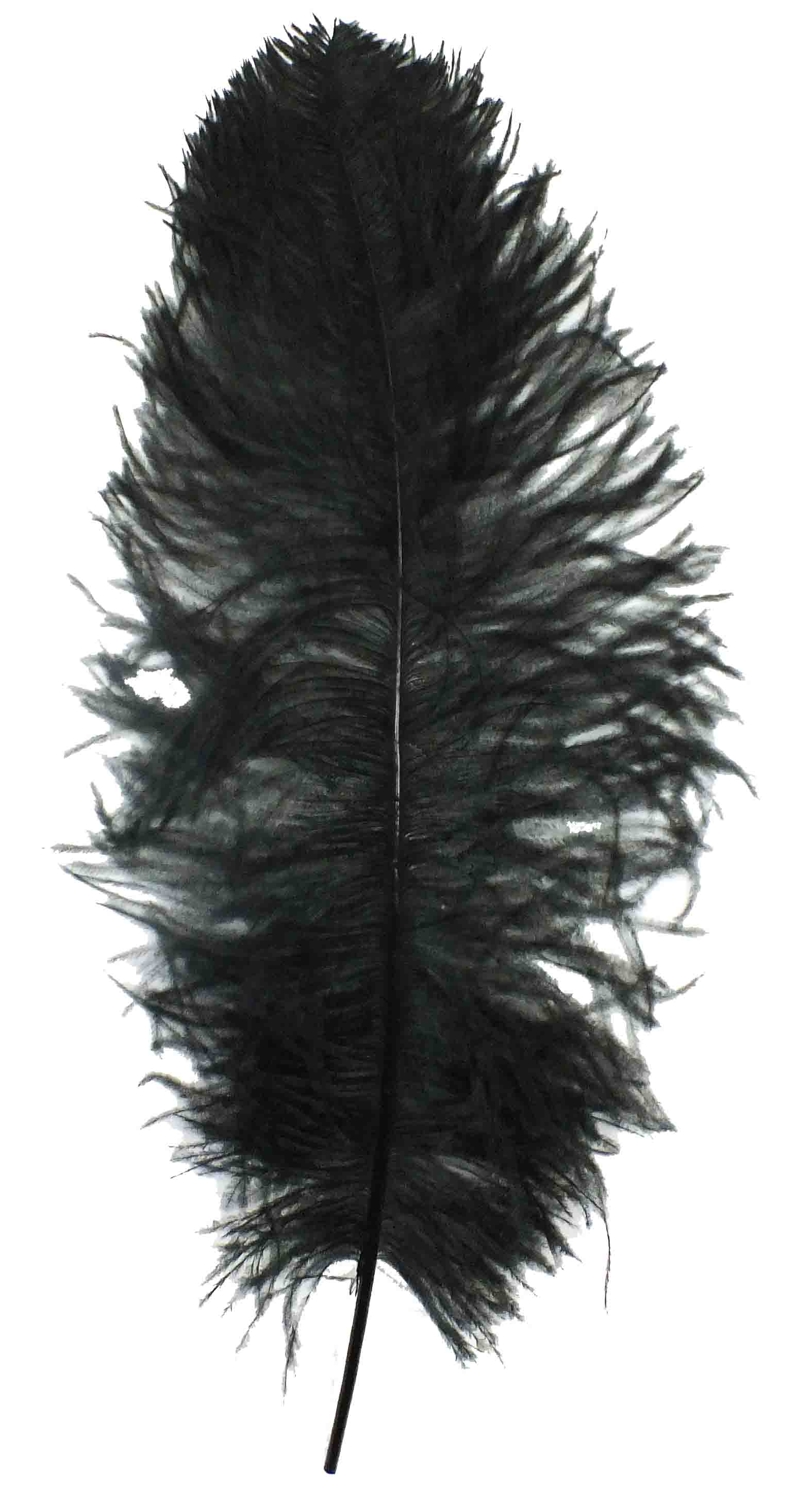 60-65cm Turkey Feathers | Fensterfolien